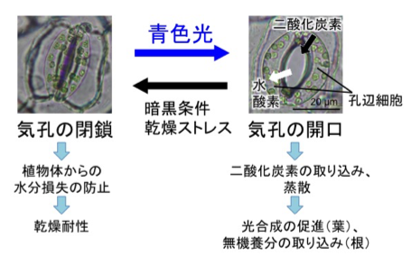 Fig1_Stomata_JP.png