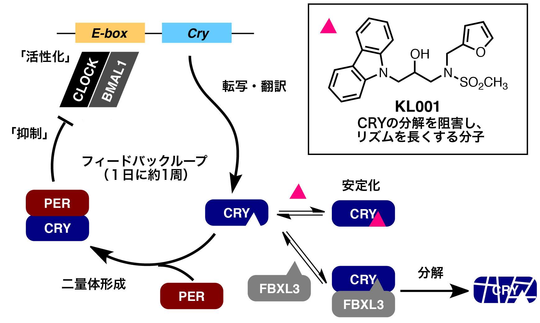 Fig2_Feedbackloop_JP.jpg