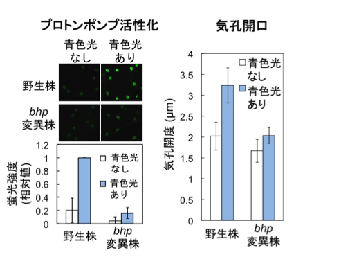 Fig2_Stomata_JP.png