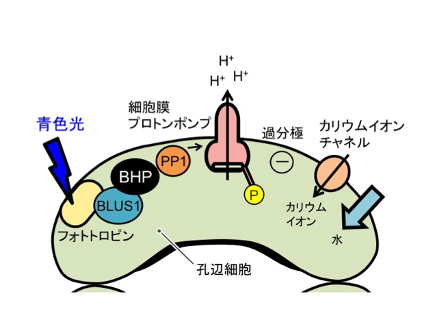 Fig3_Stomata_JP.png