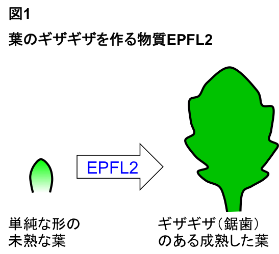 Figure1_Leaf_JP.png