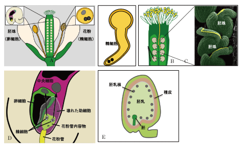 Figure1_POEM_JP.gif