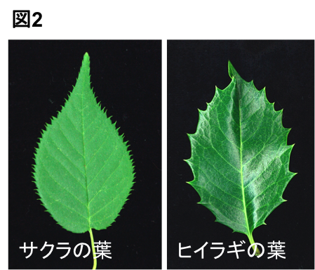 Figure2_Leaf_JP.png