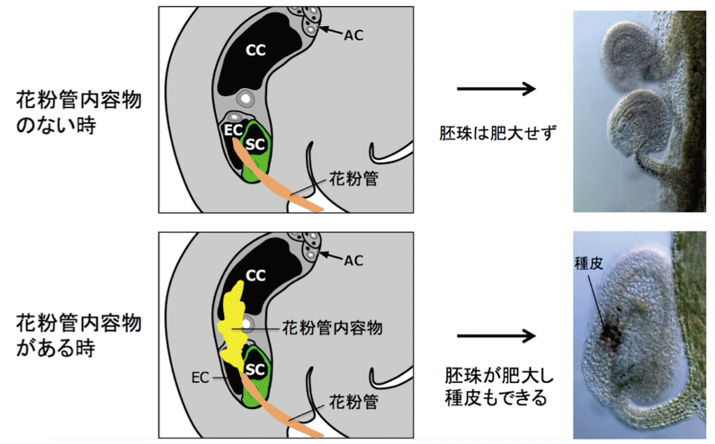 Figure5_POEM_JP.gif