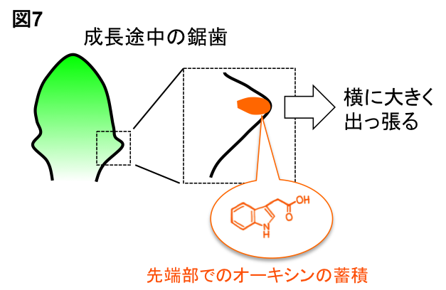 Figure7_Leaf_JP.png