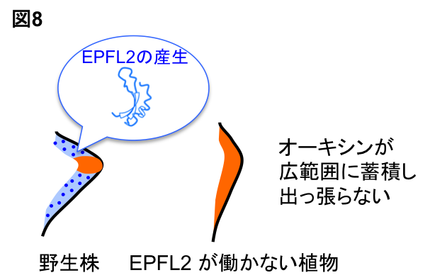Figure8_Leaf_JP.png