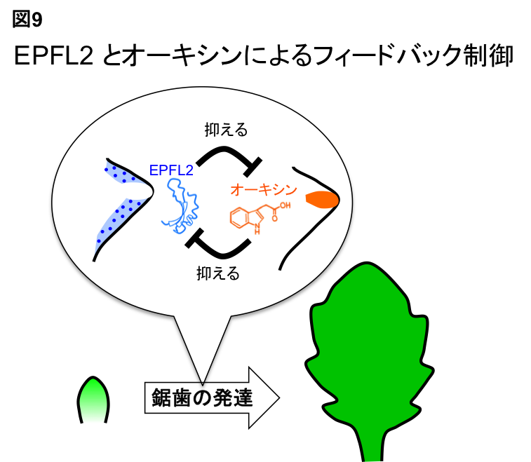Figure9_Leaf_JP.png