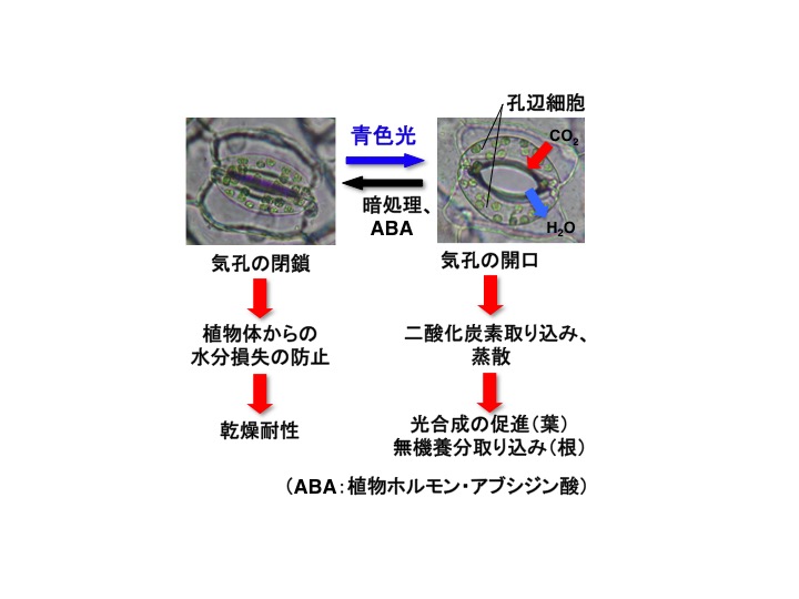 Kinoshita_PCP_Fig1_JP.jpg