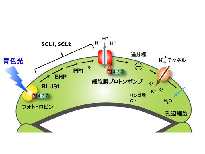 Kinoshita_PCP_Fig2_JP.jpg