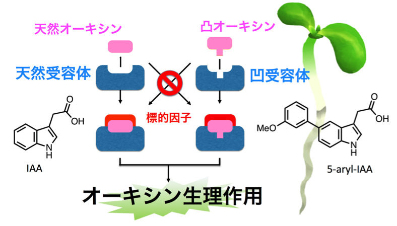 NCB_Fig.1_JP.png