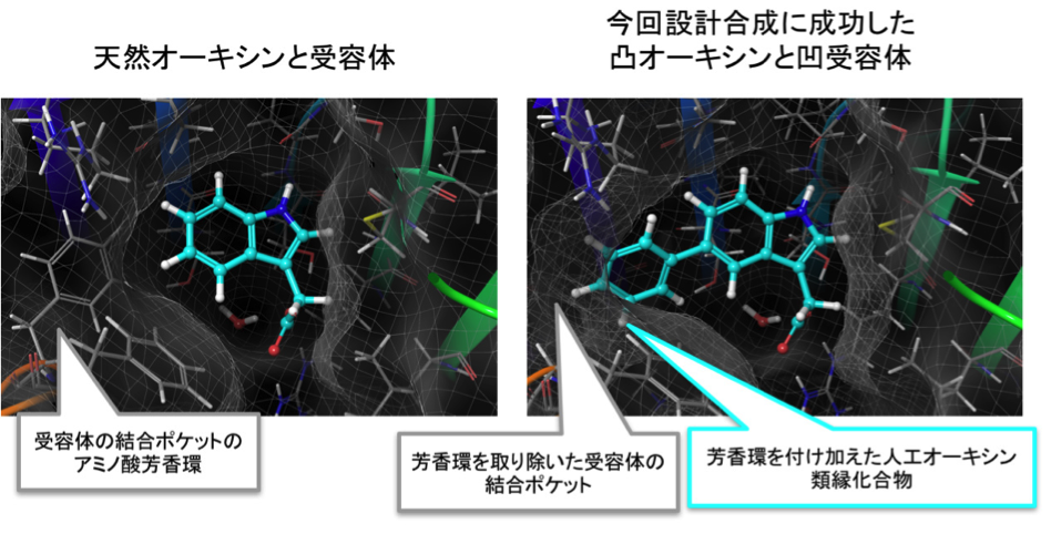 NCB_Fig.2_JP.png