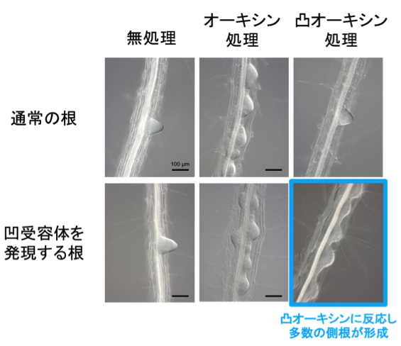 NCB_Fig.3_JP.png