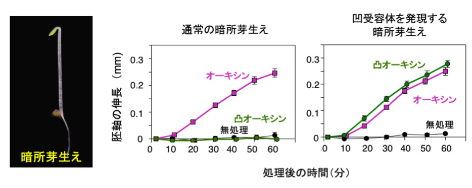 NCB_Fig.4_JP.png