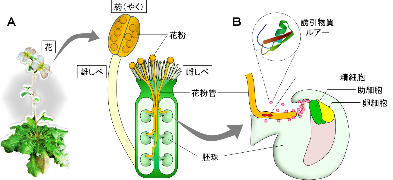 Nature_JP_Figure1.jpg