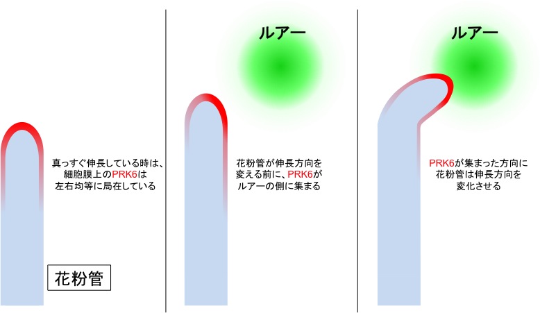 Nature_JP_Figure3.jpg