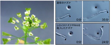 Nature_JP_Figure4.jpg