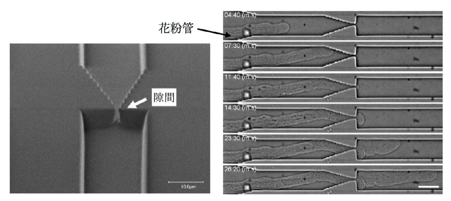 PlantCell_Fig1.png