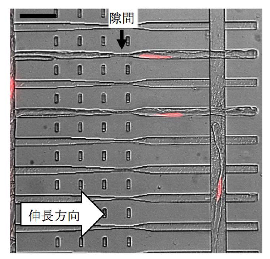 PlantCell_Fig2.png