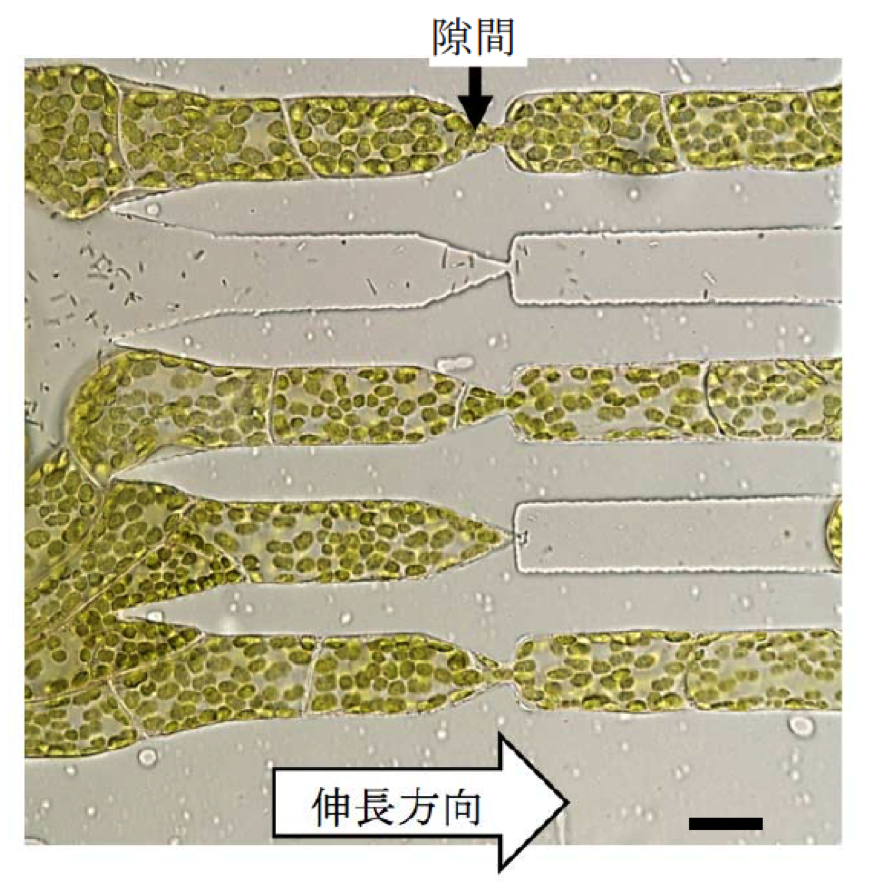 PlantCell_Fig3.png