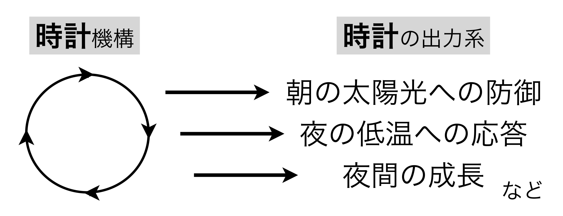 PlantCell_JP_Figure2.jpg