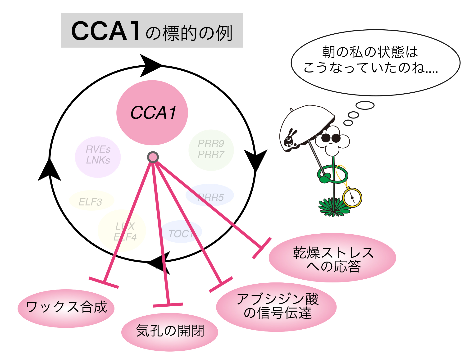 PlantCell_JP_Figure4.jpg