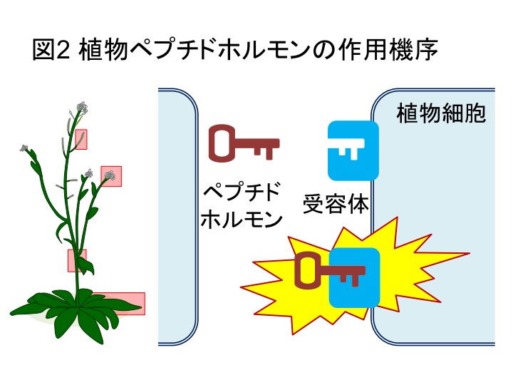 PlantPeptide_Fig2_JP.jpg