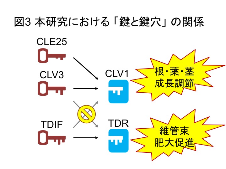 PlantPeptide_Fig3_JP.jpg