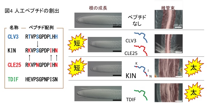 PlantPeptide_Fig4_JP.jpg