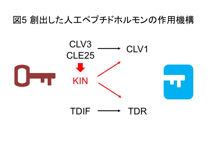 PlantPeptide_Fig5_JP.jpg