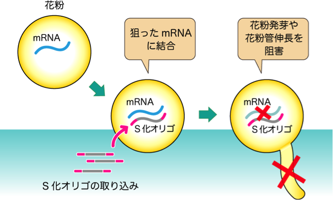 S-oligo.png