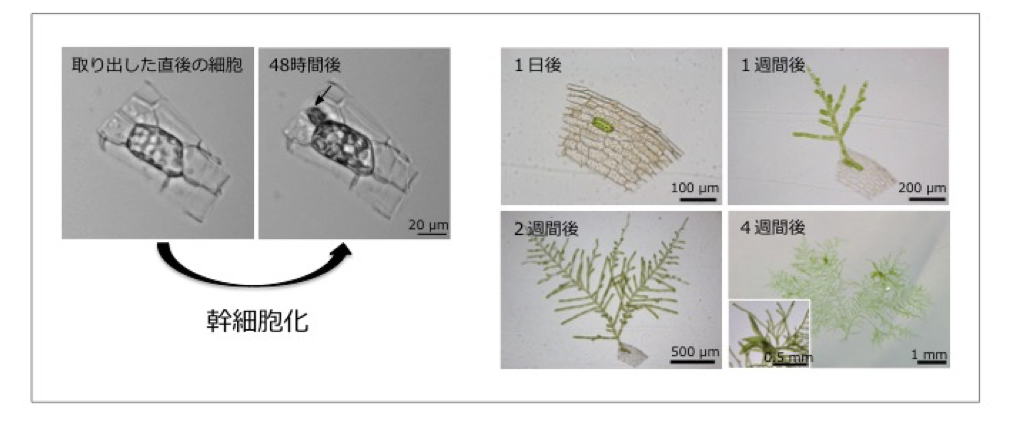 SciRep_Cell_Fig.1.png