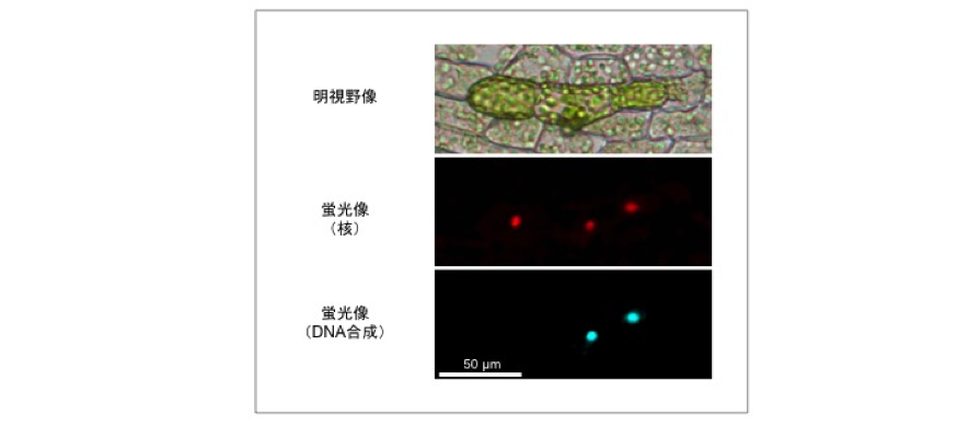 SciRep_Cell_Fig.3.png