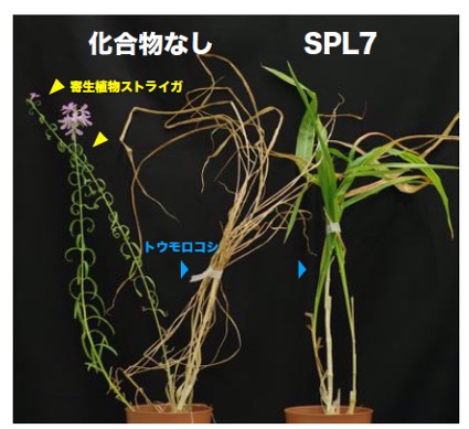 Striga_JP_Fig1.jpg