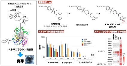 Striga_JP_Fig3.jpg