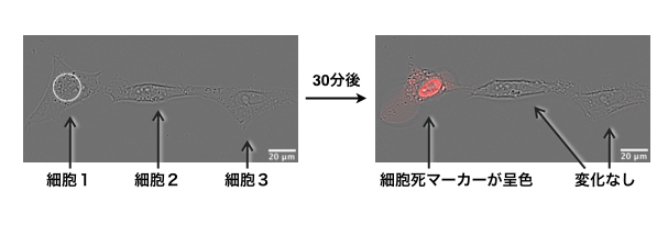 WSWNG_Fig3_JP.jpeg