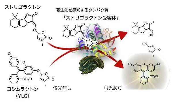 Yoshimulactone_Striga_JP.jpg