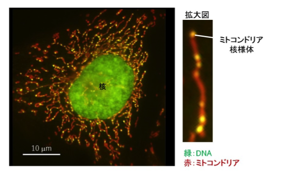 mtDNA_Fig1.png