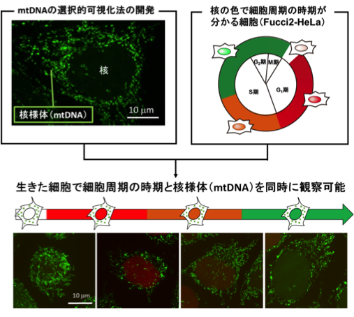 mtDNA_Fig2.png