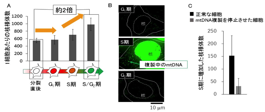 mtDNA_Fig3.png