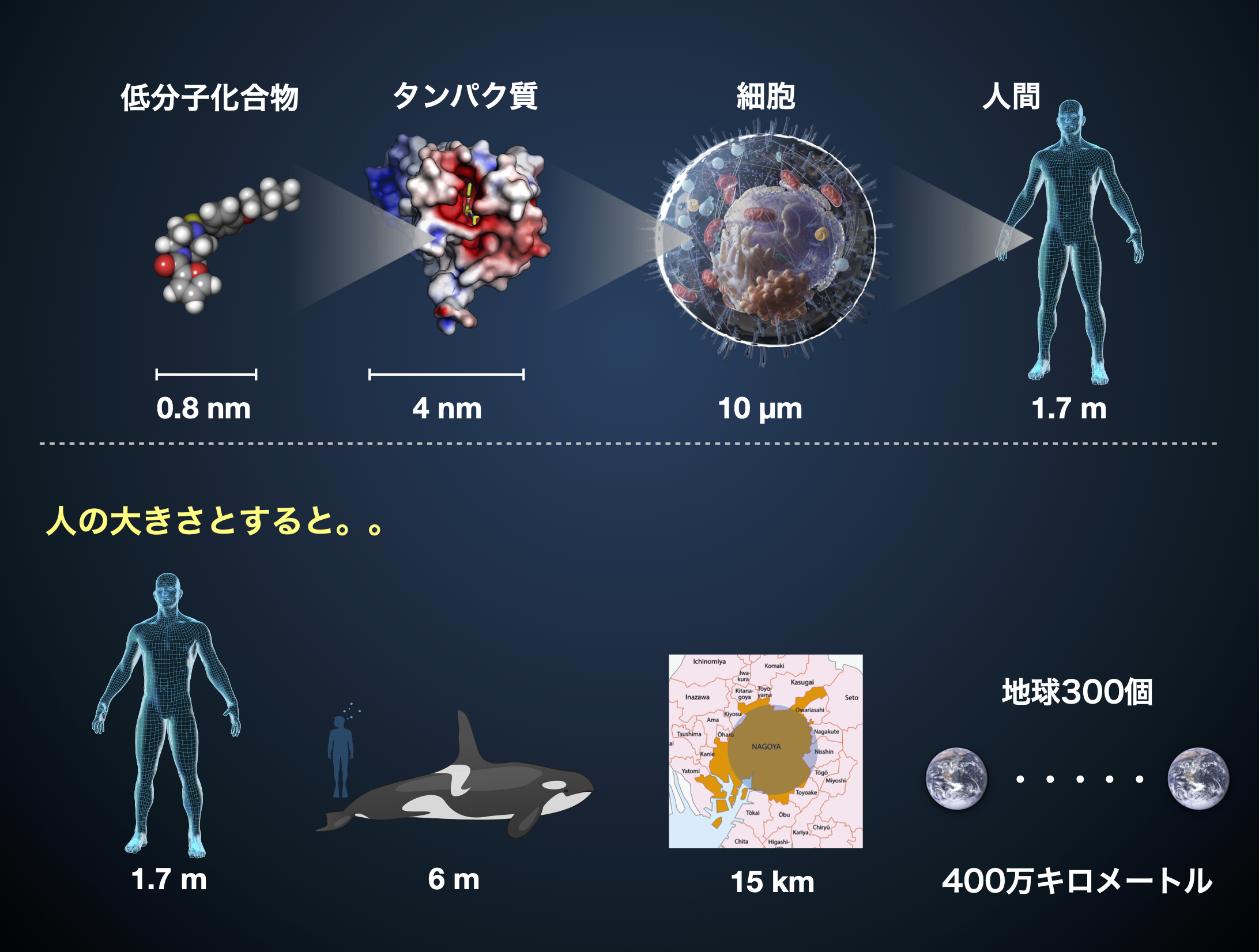 size of molecule