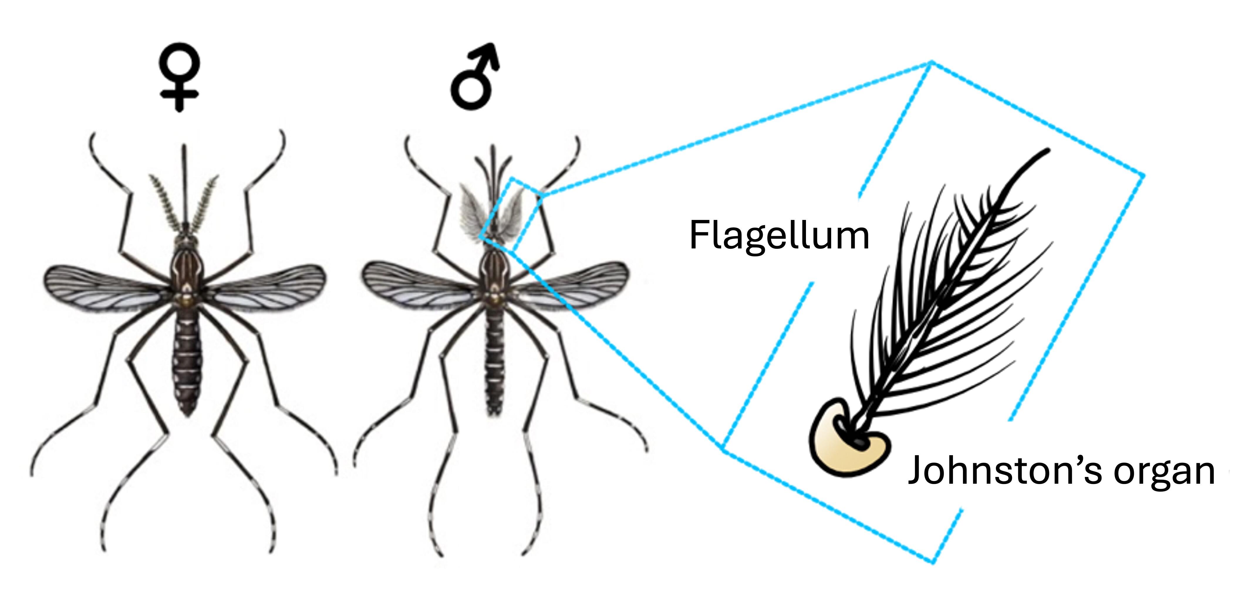 Figure 2.jpg