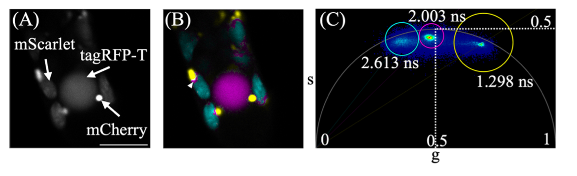 Figure 3.png