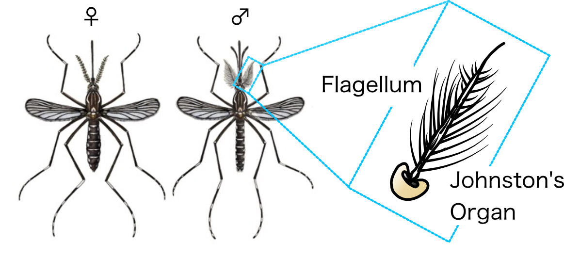 Figure 2 Kamikouchi.jpg