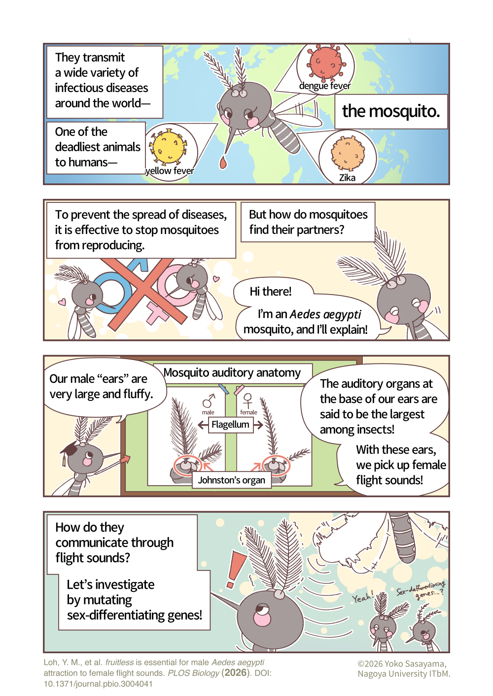 mosquito_manga_fruitless_en1.png
