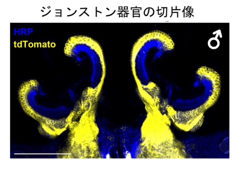 Figure 4 Japanese.jpg