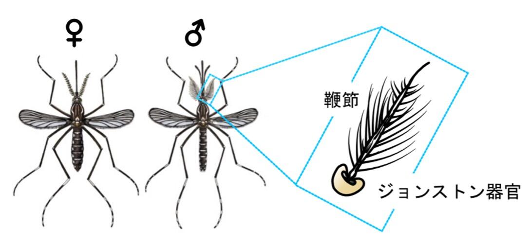 Figure 2 Japanese.jpg